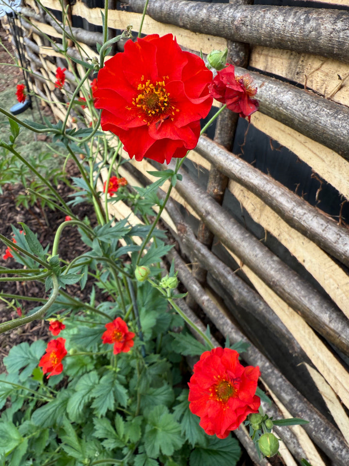 Enhanced Split Hazel Wood Fence Panel Hurdle – New High-Quality Design HOME AND GARDEN Prestige Wicker 