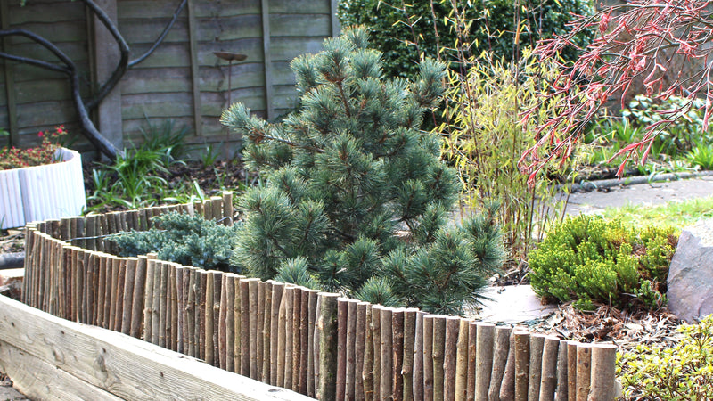 Flexible Hazelwood Garden Fence Border Edging Lawn 20cm ( height ) HOME AND GARDEN Prestige Wicker 