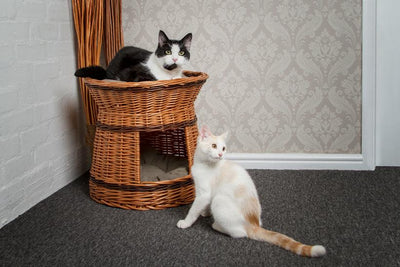 Two Tier Wicker Cat House Basket Pets Prestige Wicker 